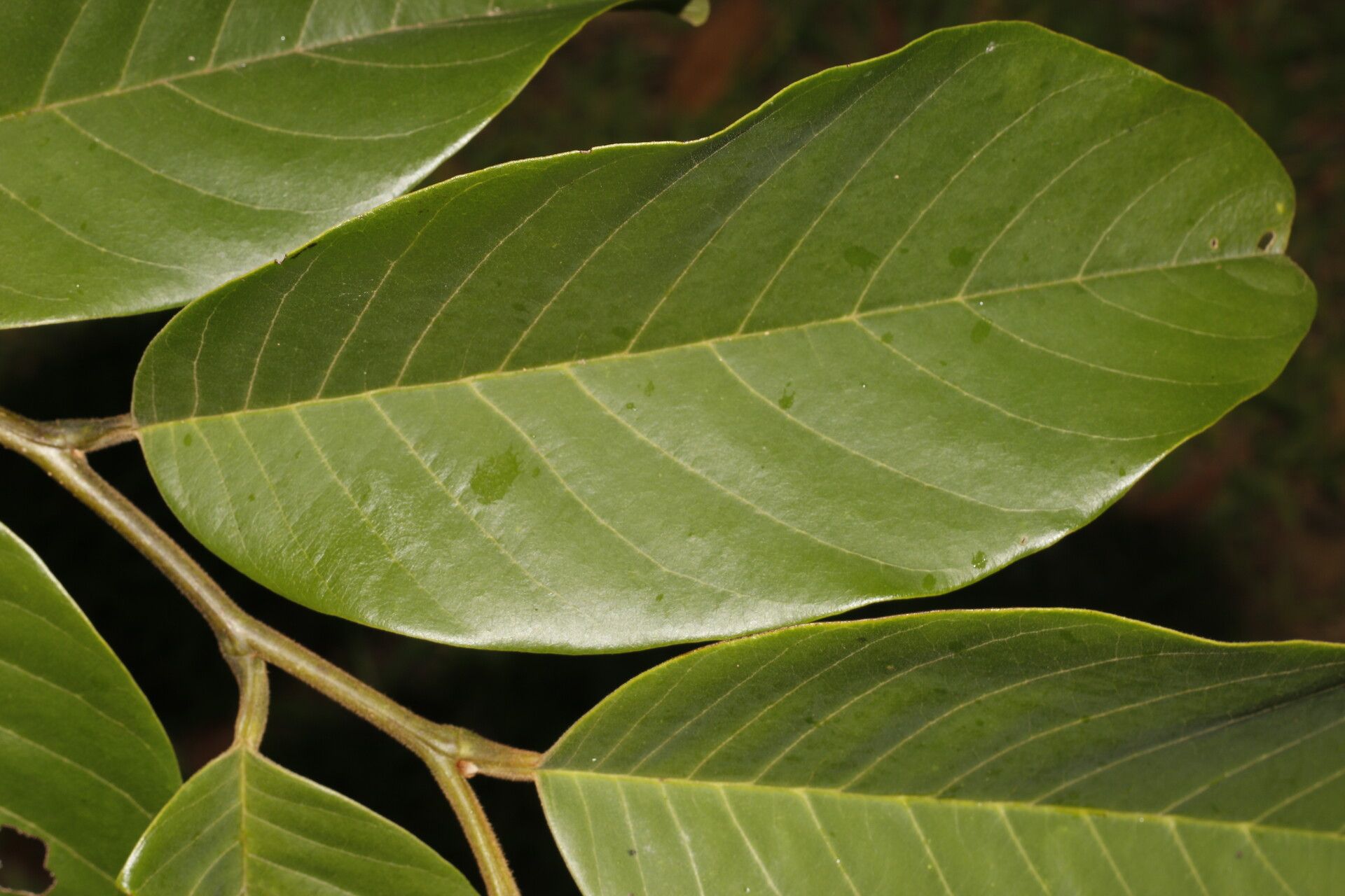 Annona rensoniana — search result for 'Annona'