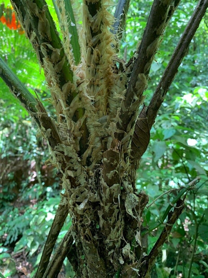 Cyathea leucofolis bark