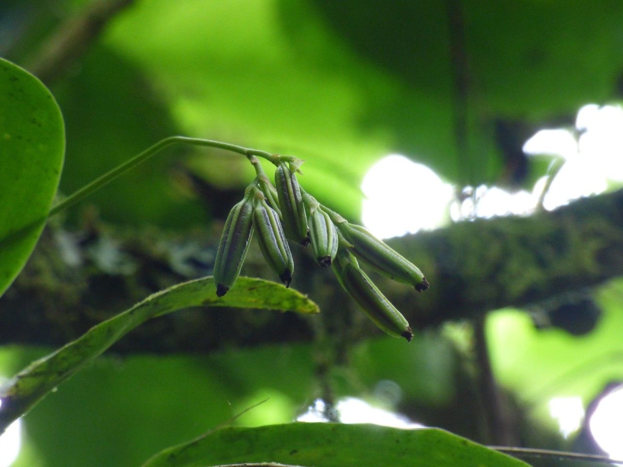 Polystachya cultriformis fruit