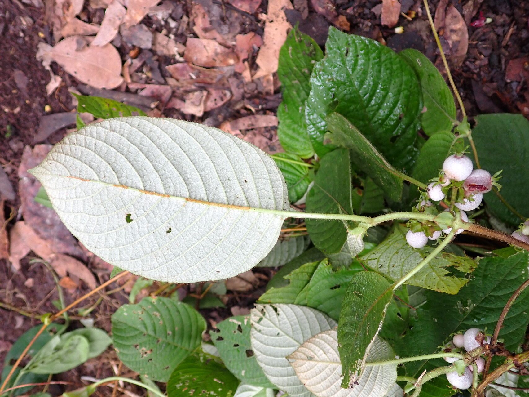Sabicea gracilis leaf