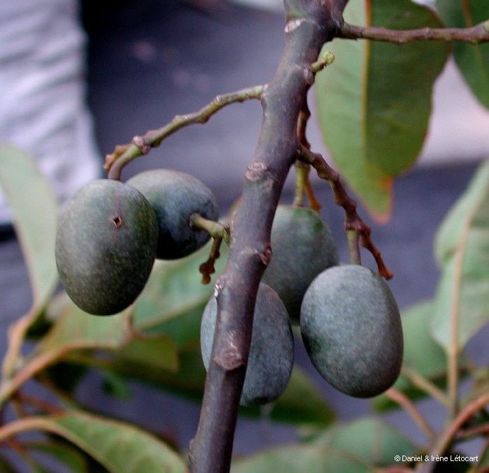 Elaeocarpus kaalensis fruit
