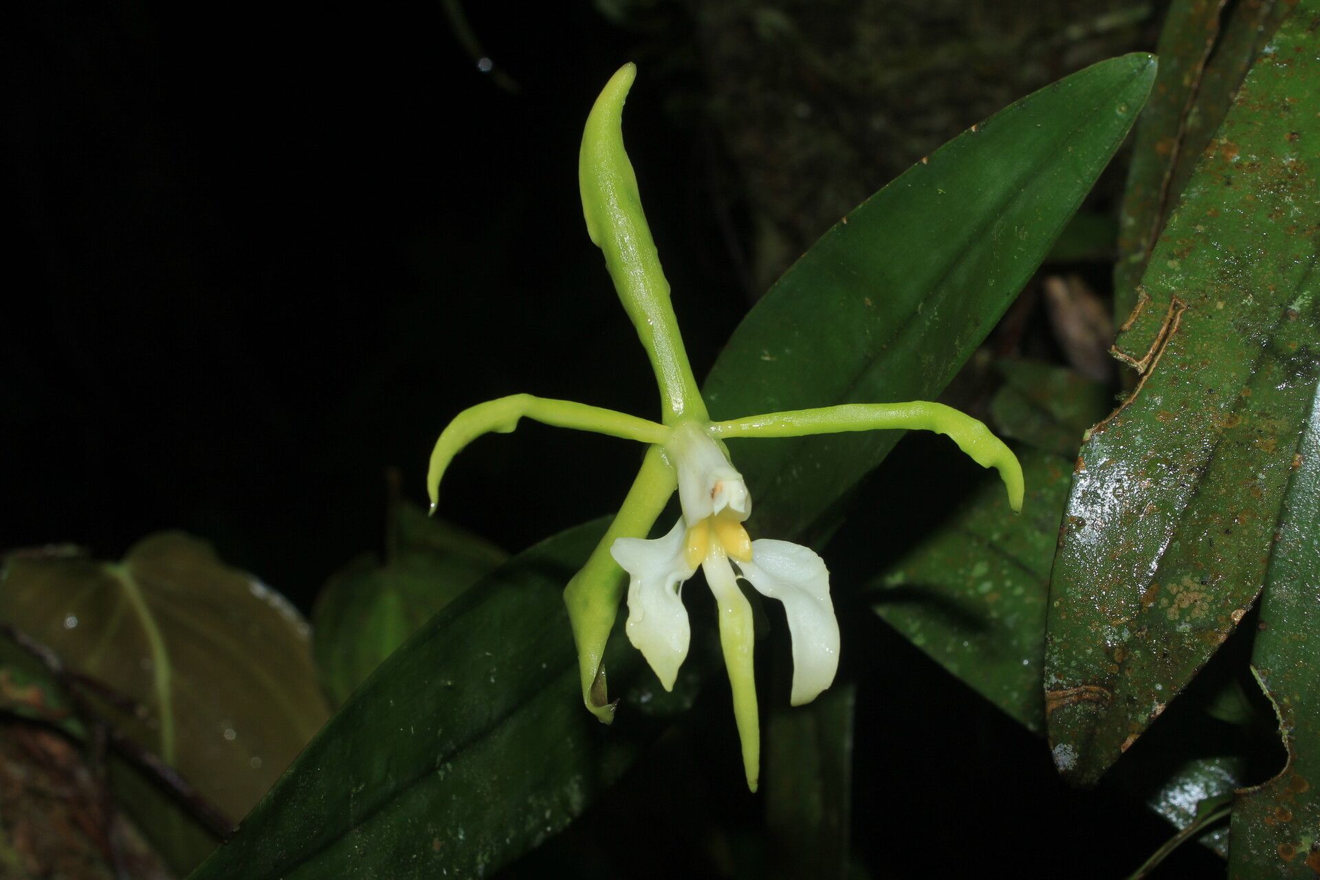 Epidendrum carpophorum flower