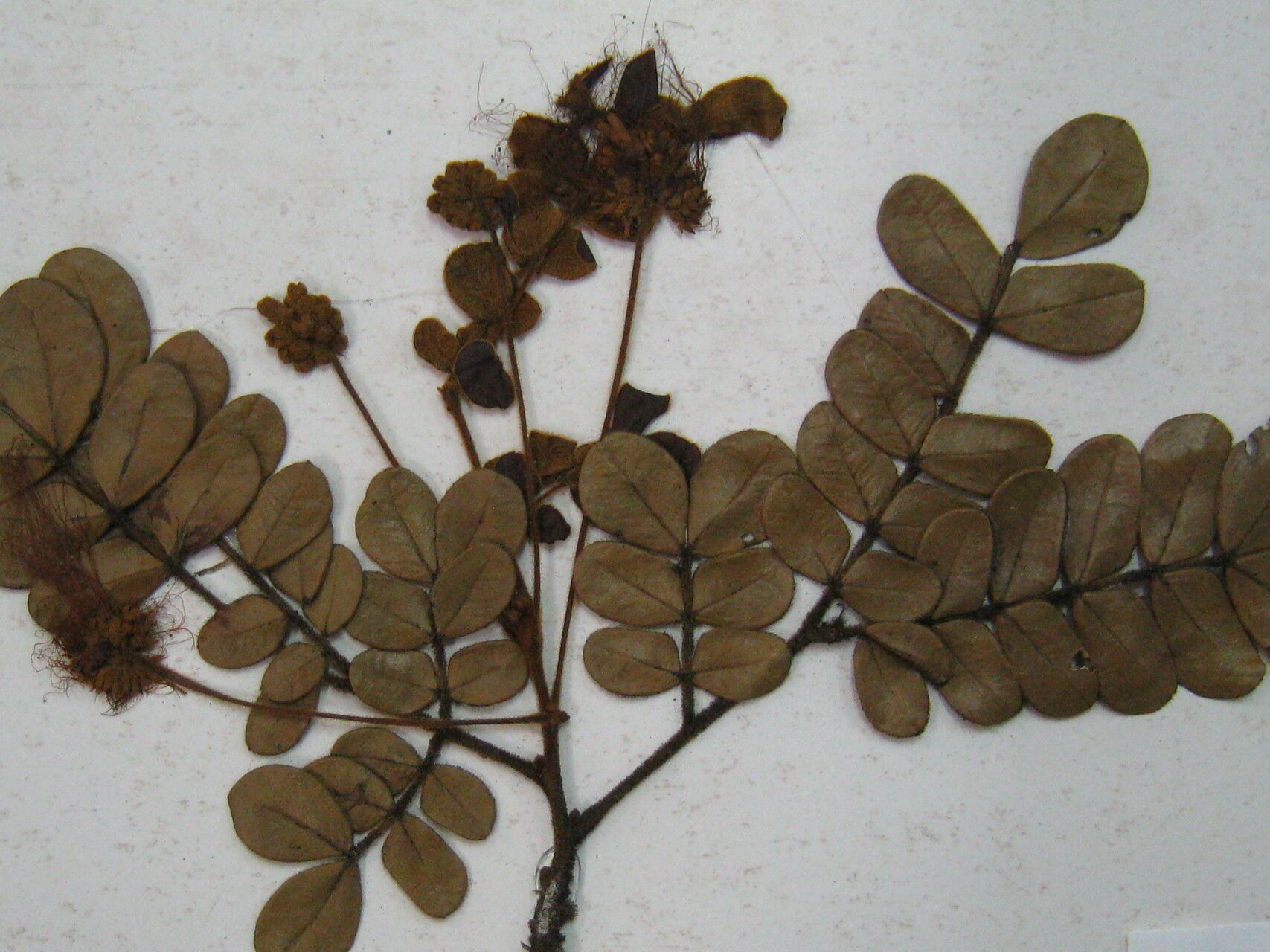 Jupunba ferruginea flower