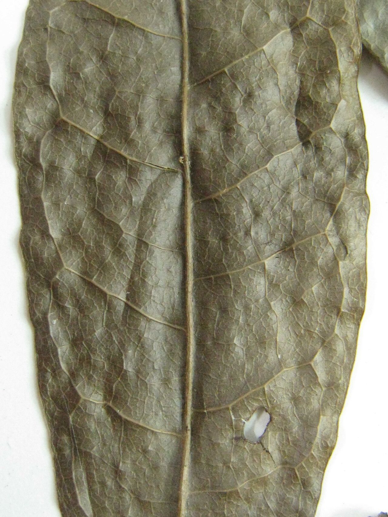 Duguetia granvilleana — houseplant care guide