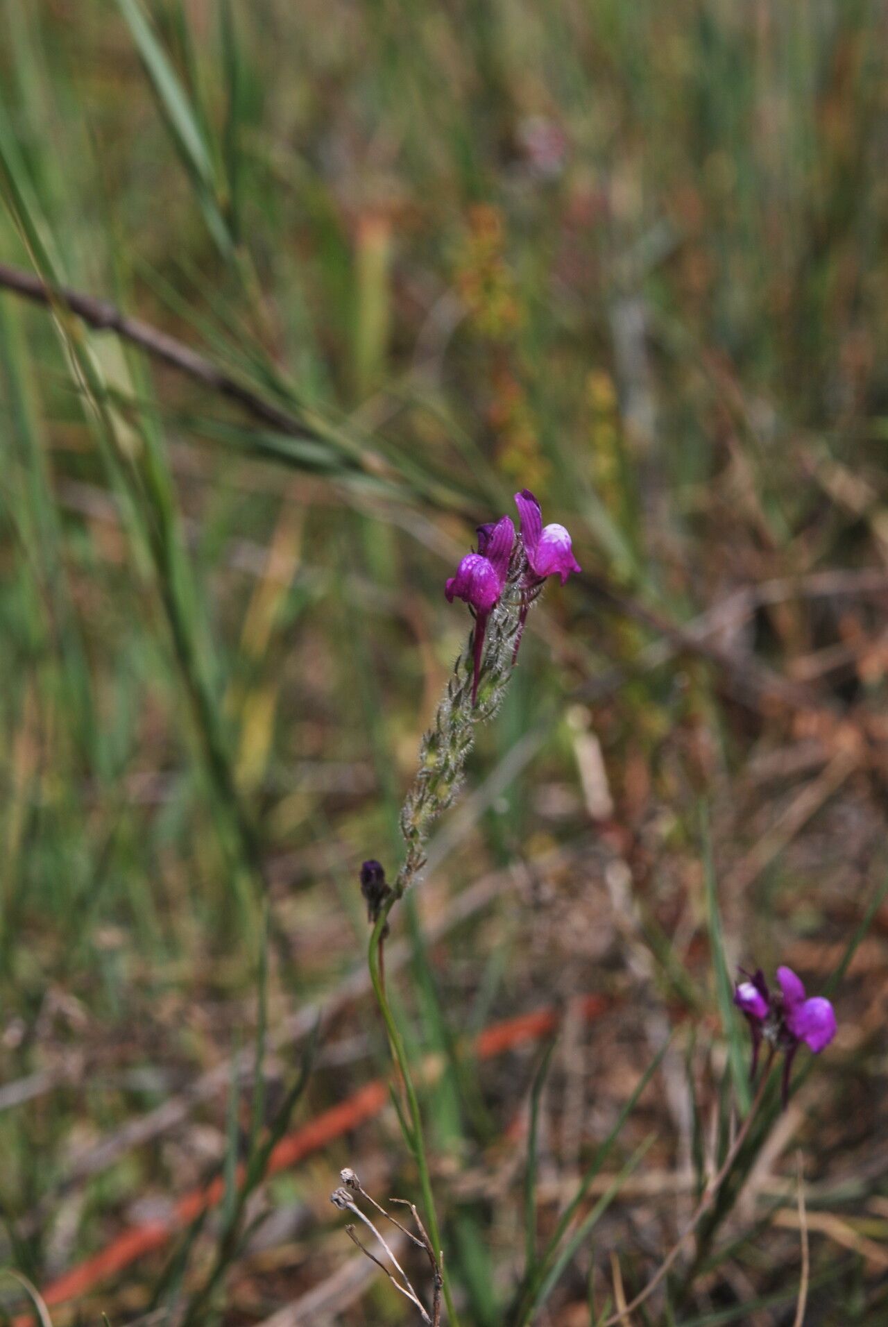 Linaria joppensis habit