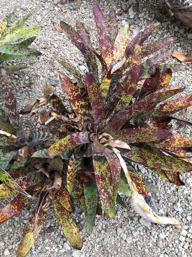 Vriesea pardalina habit