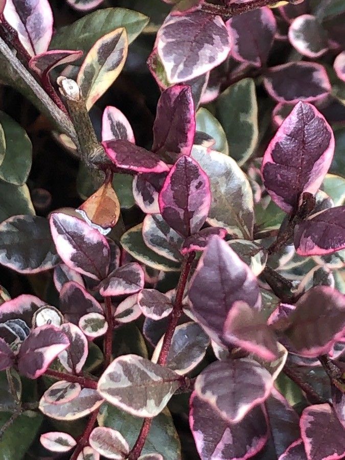 Lophomyrtus × ralphii leaf