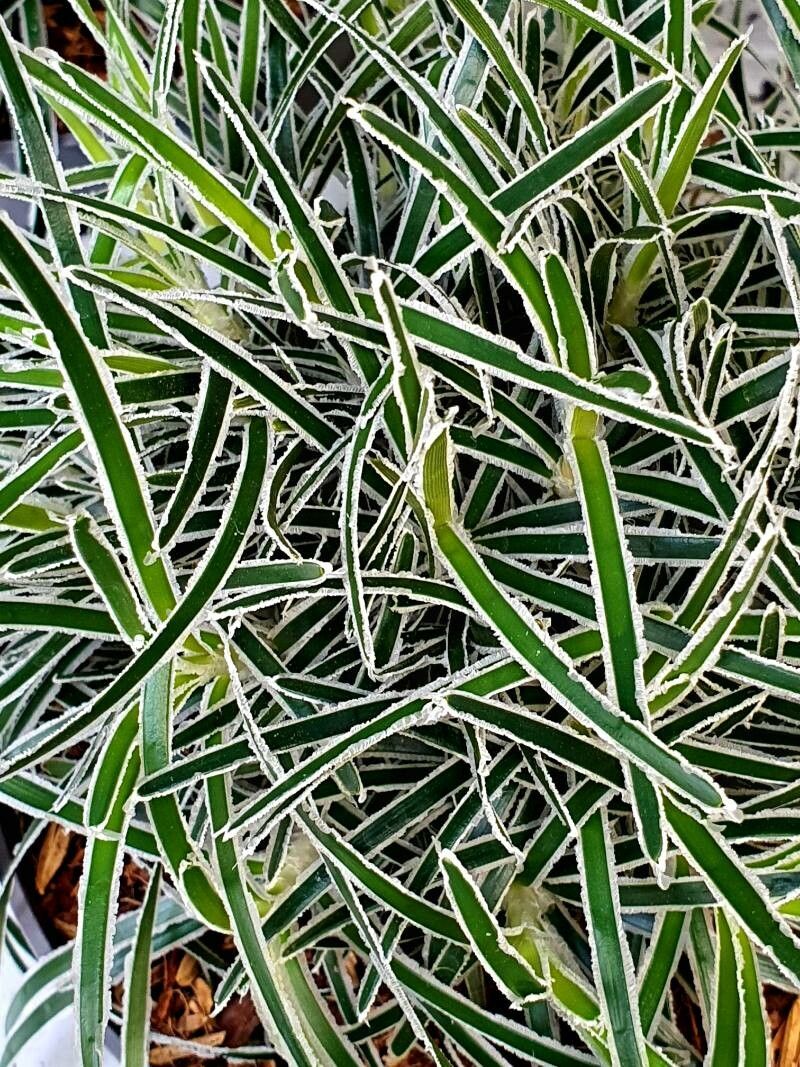 Ficinia truncata — related species from the same genus