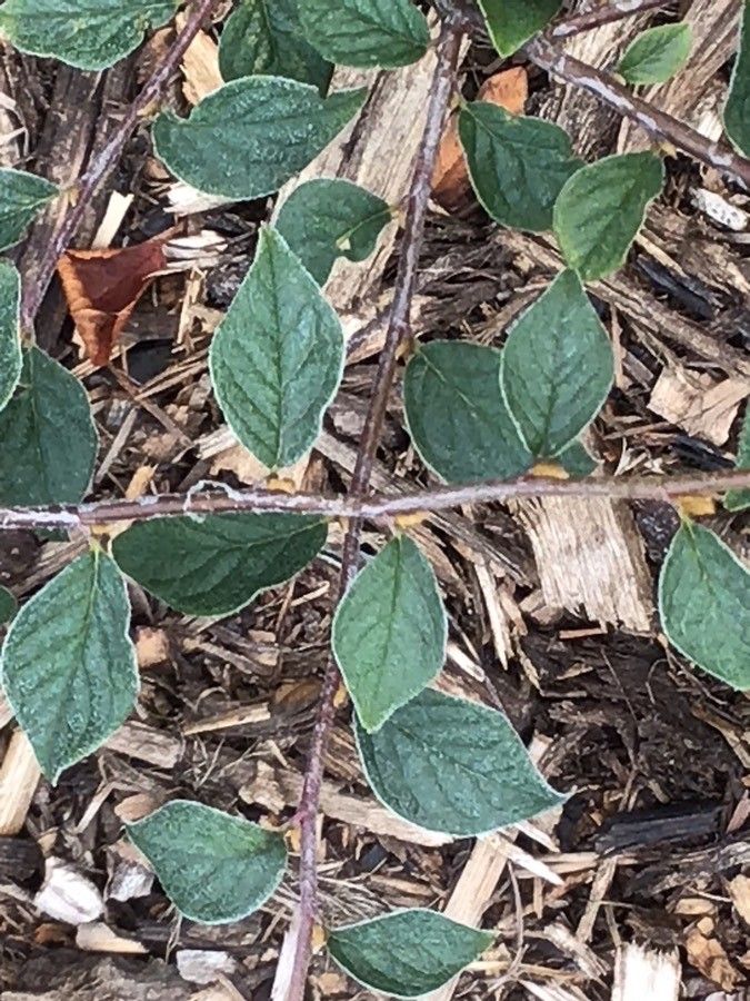 Cotoneaster obscurus — houseplant care guide