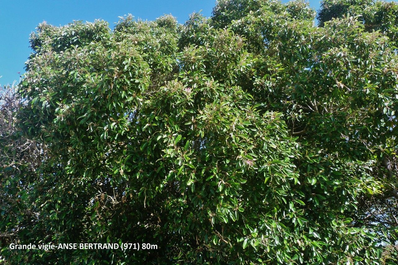 Capparis cynophallophora leaf