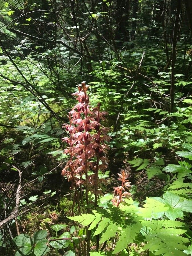 Corallorhiza striata habit