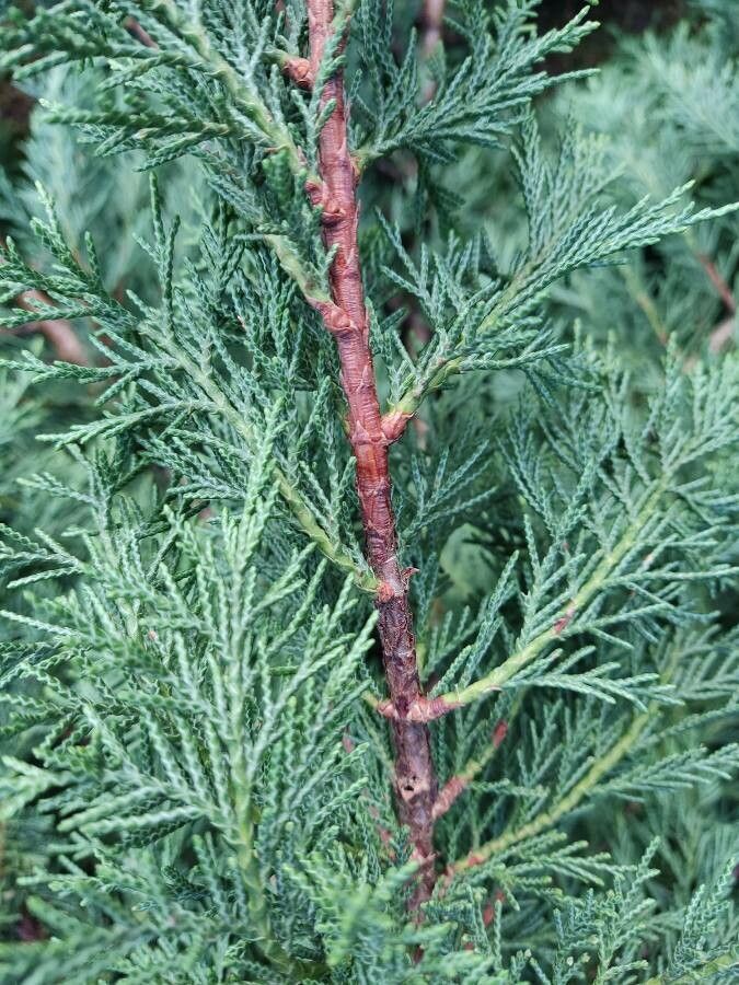 Cupressus x leylandii bark