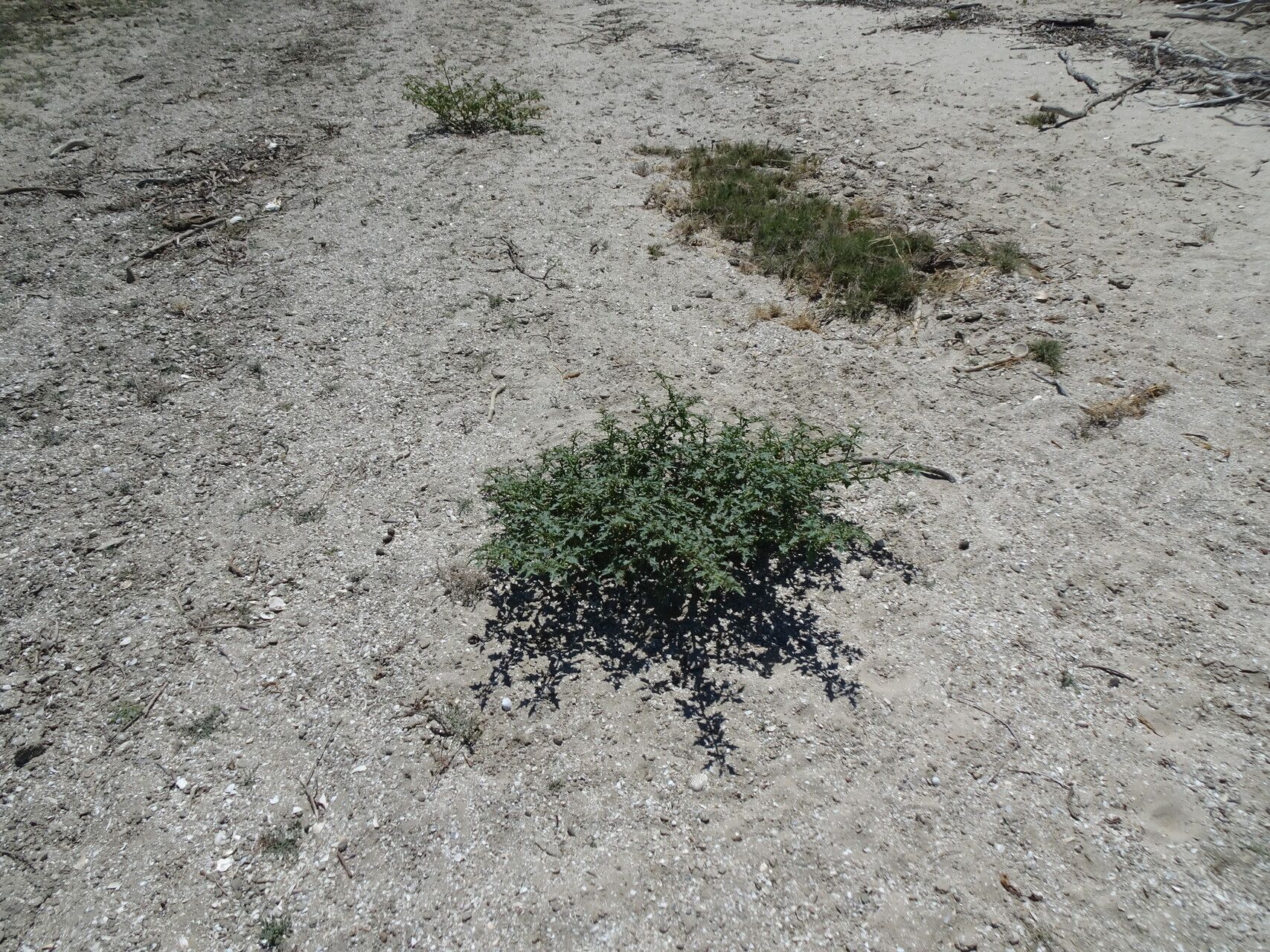 Solanum pugiunculiferum — houseplant care guide