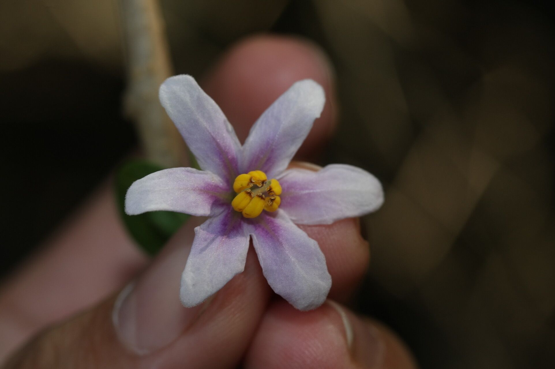 Solanum guineense — houseplant care guide
