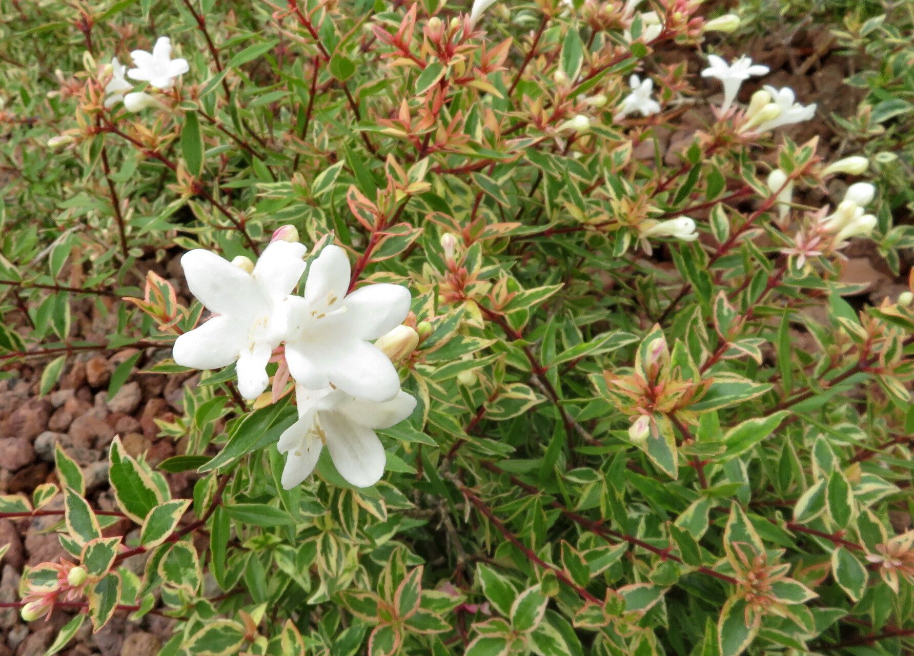 Zabelia biflora flower