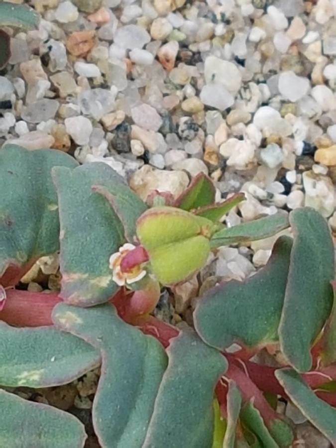 Euphorbia peplis fruit
