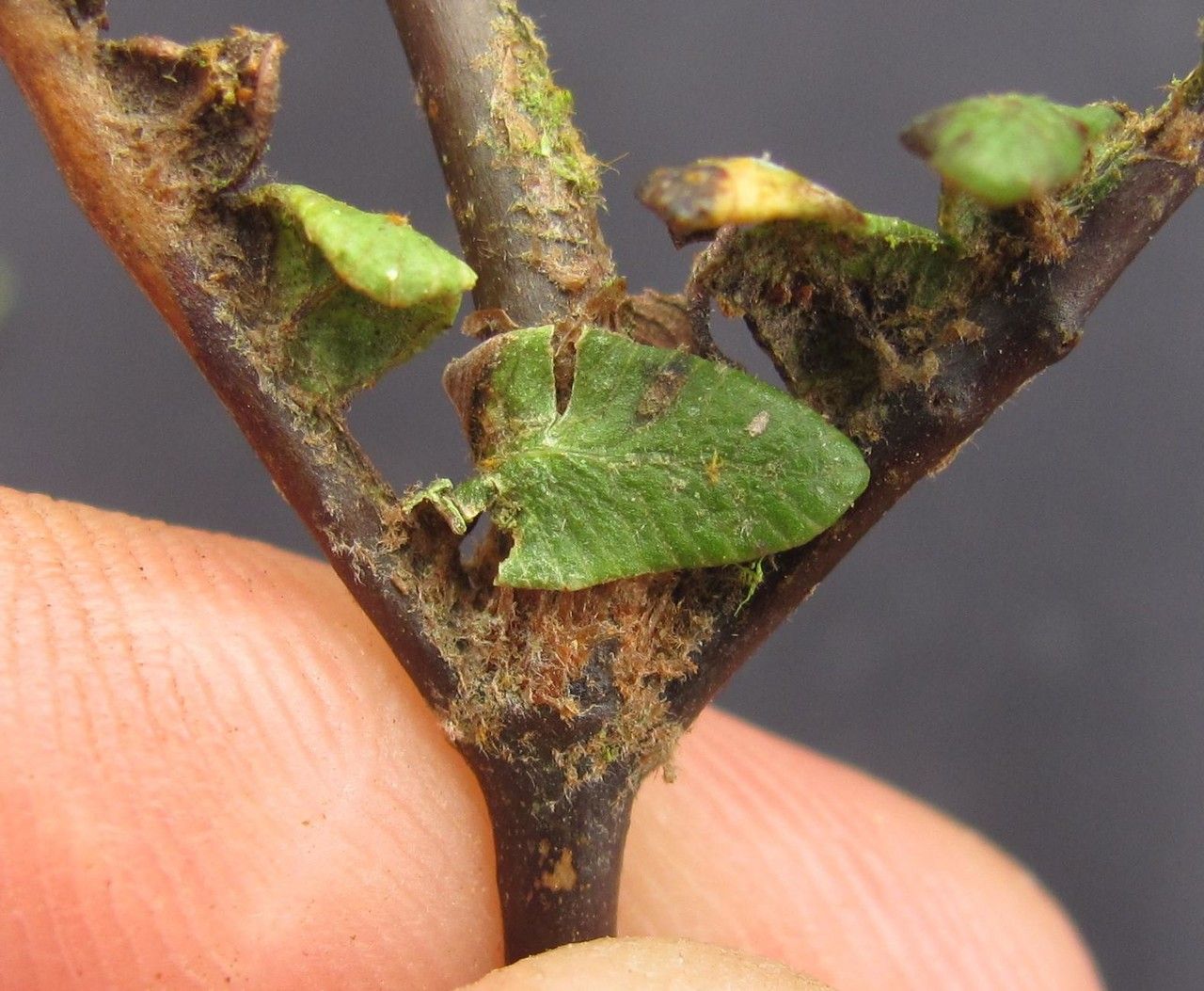 Gleichenia bifida other