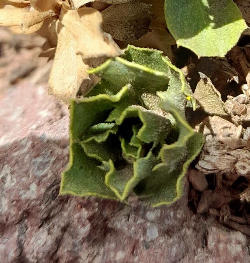 Haplopappus anthylloides — related species from the same genus