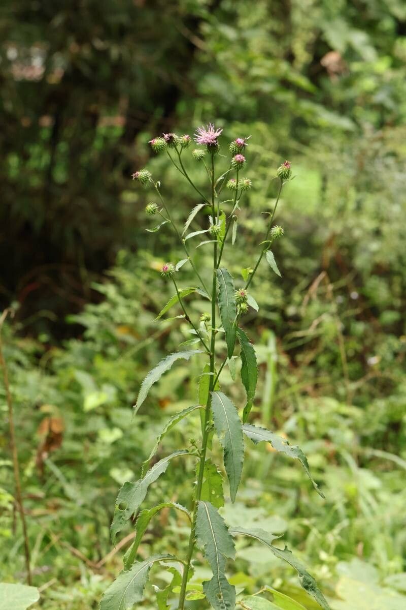 Cirsium amplexifolium flower