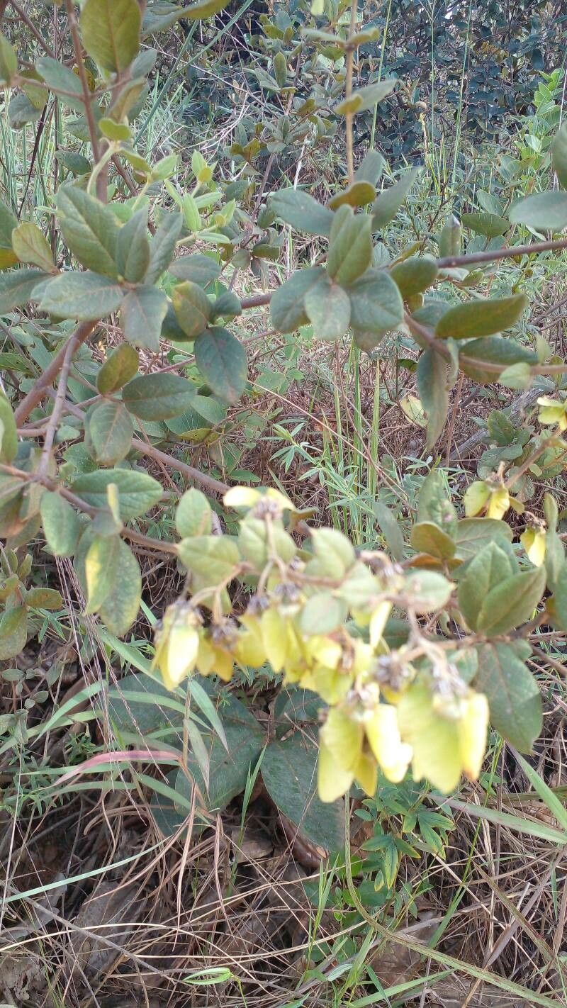 Banisteriopsis schizoptera leaf