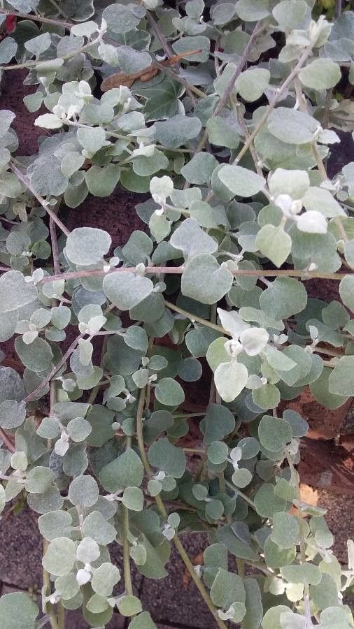 Helichrysum petiolare leaf
