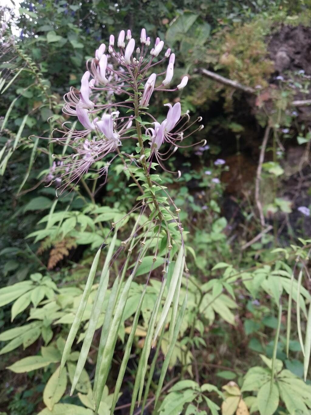 Cleome pilosa — search result for 'Cleome'