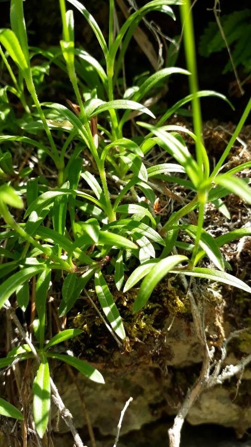 Silene alpestris leaf