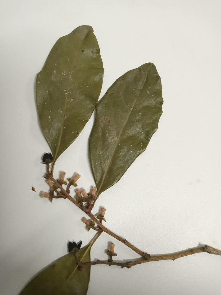Symplocos uniflora flower