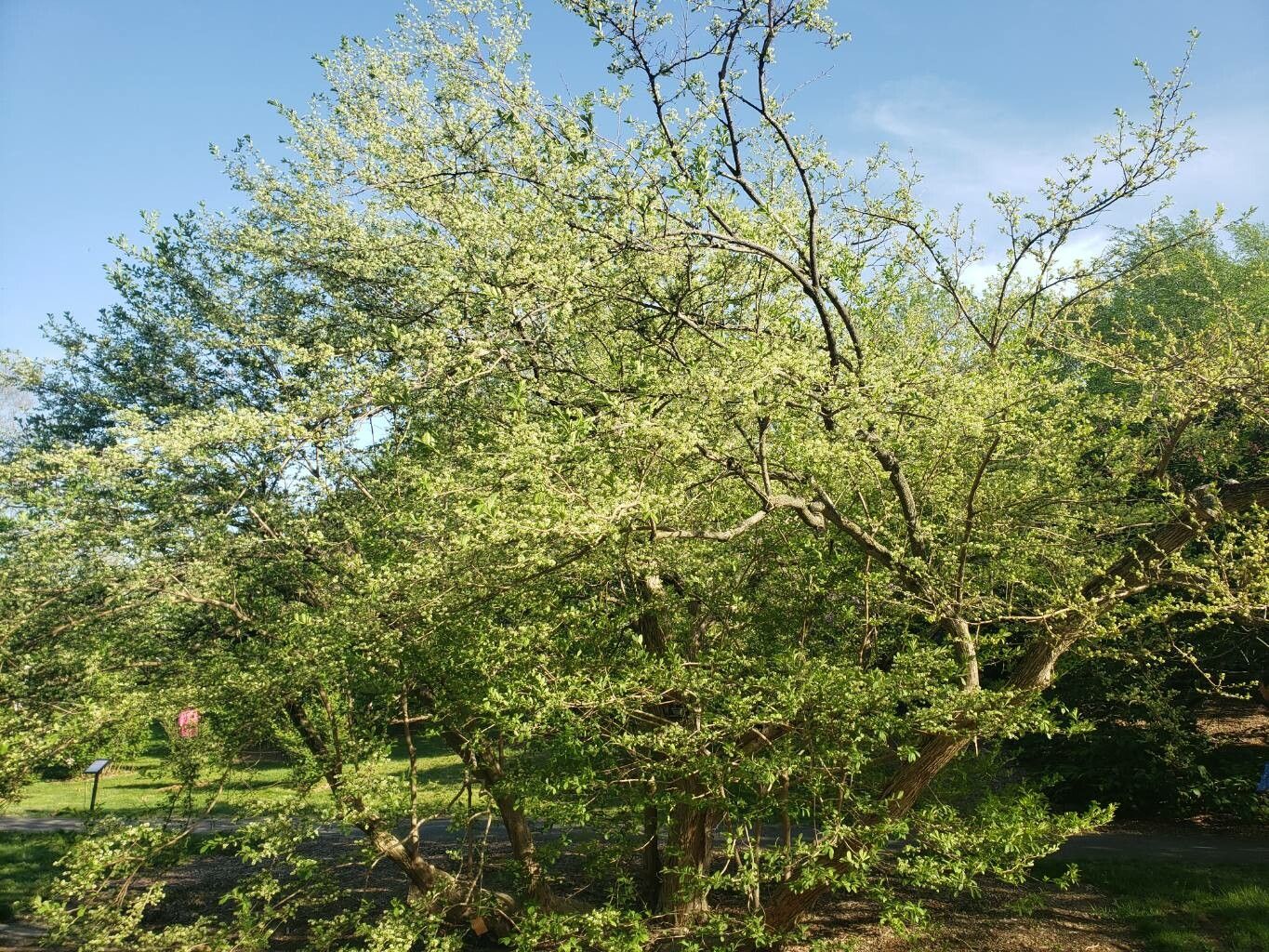 Symplocos paniculata habit