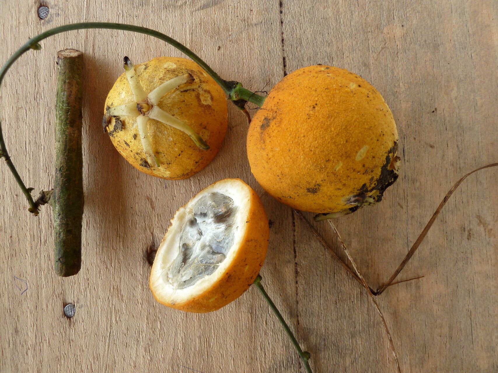 Momordica cabrae — related species from the same genus