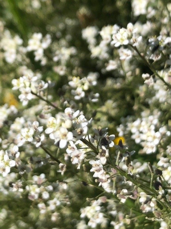 Lepidium subulatum flower