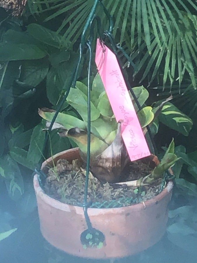 Vriesea rubyae — search result for 'Vriesea'