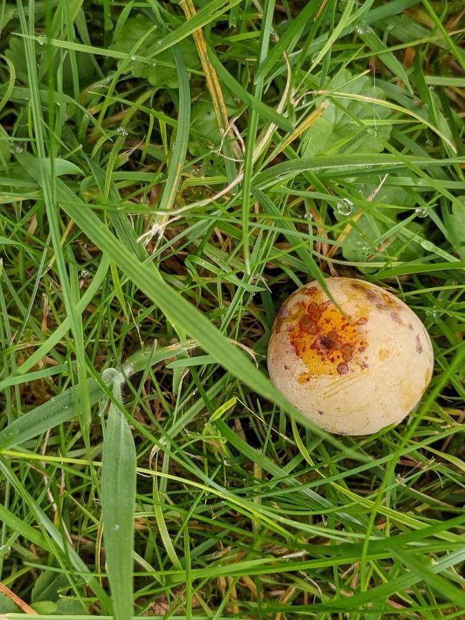 Prunus × syriaca fruit