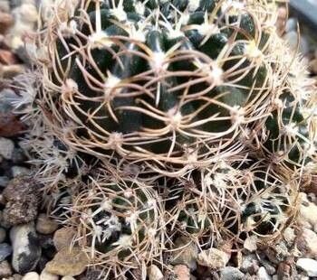 Lobivia schieliana — houseplant care guide