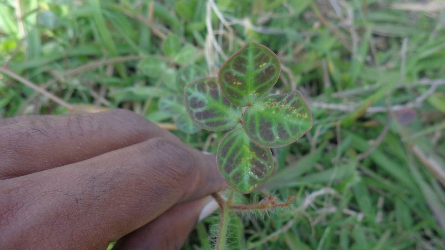 Chamaecrista hispidula leaf