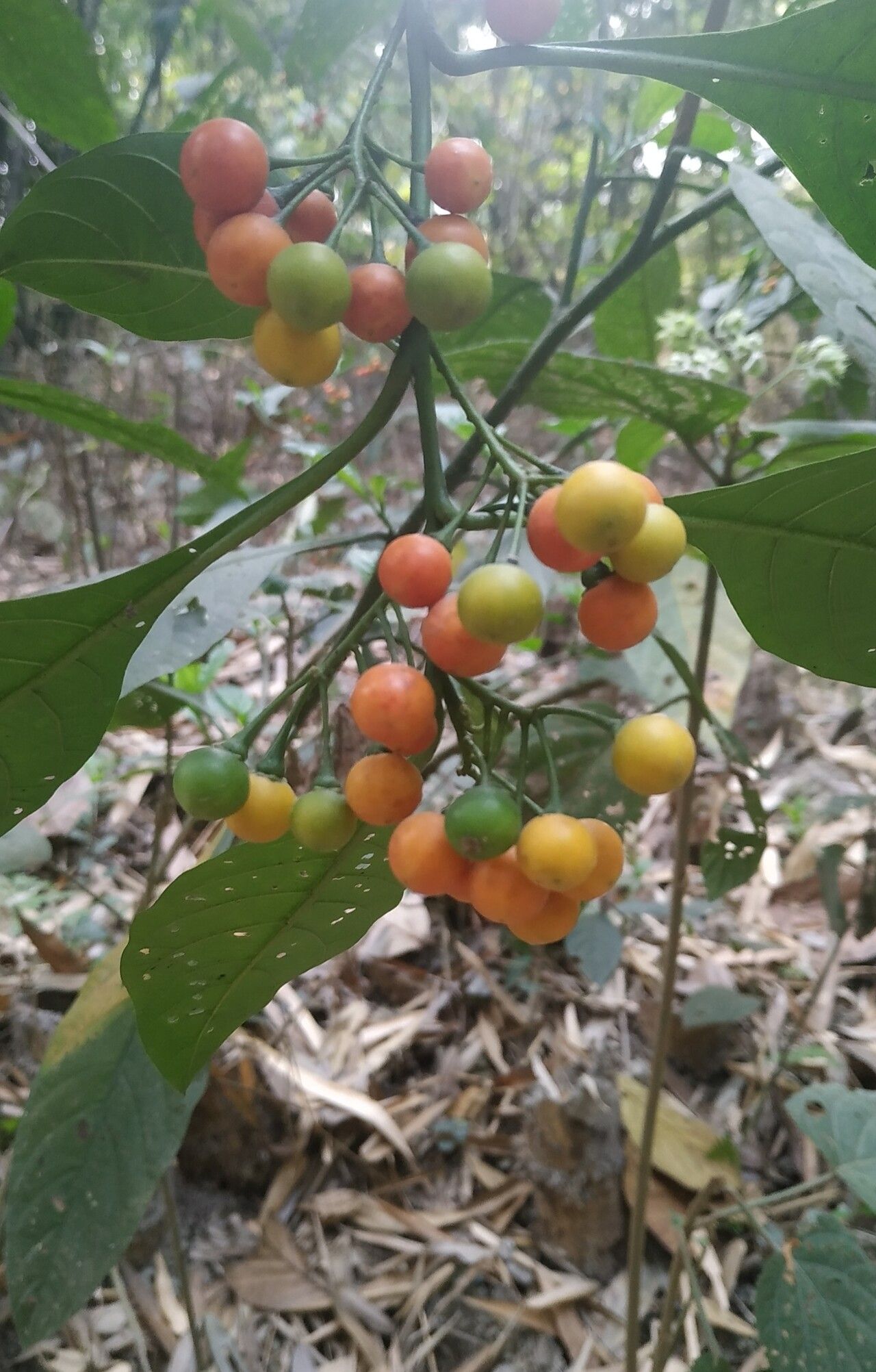 Solanum spirale — houseplant care guide
