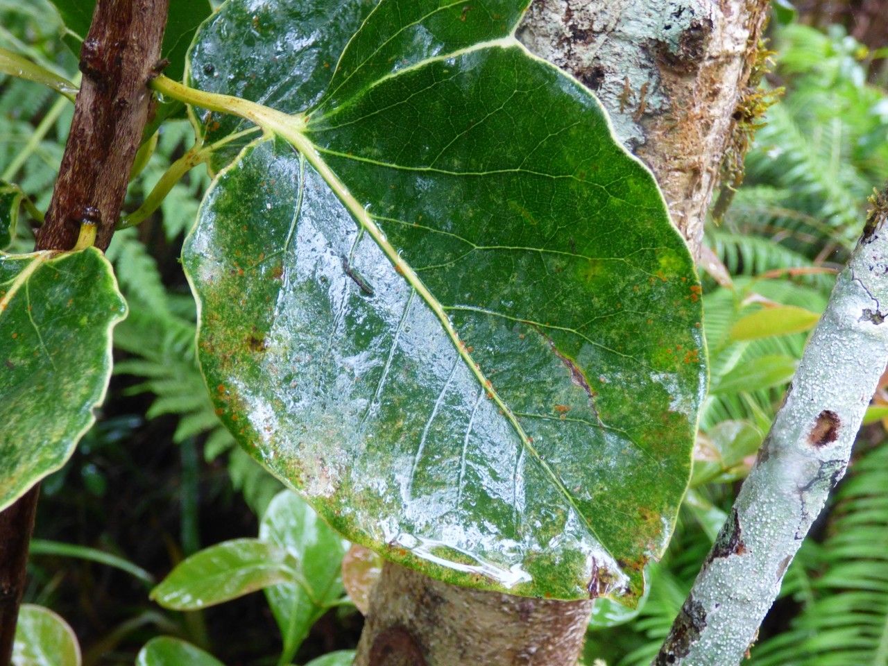 Ocotea obtusata leaf