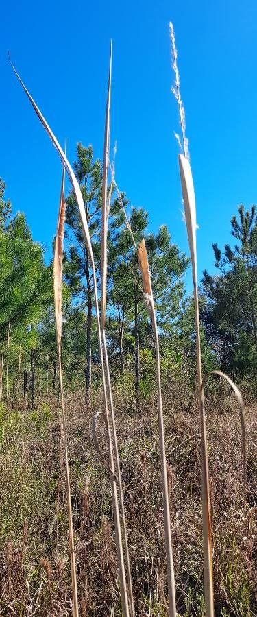 Erianthus trinii other