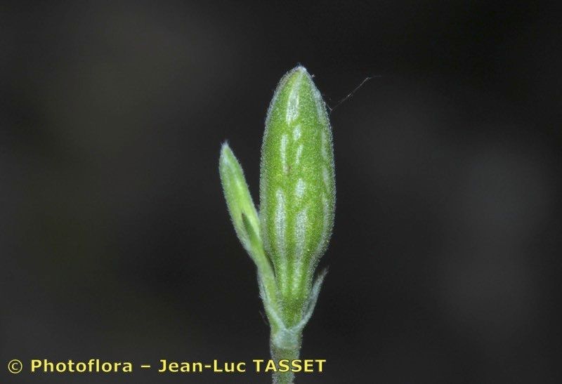 Silene inaperta — houseplant care guide