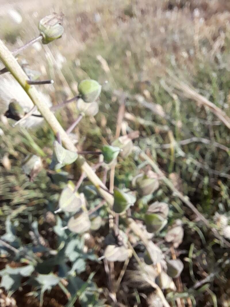 Muscari matritense fruit