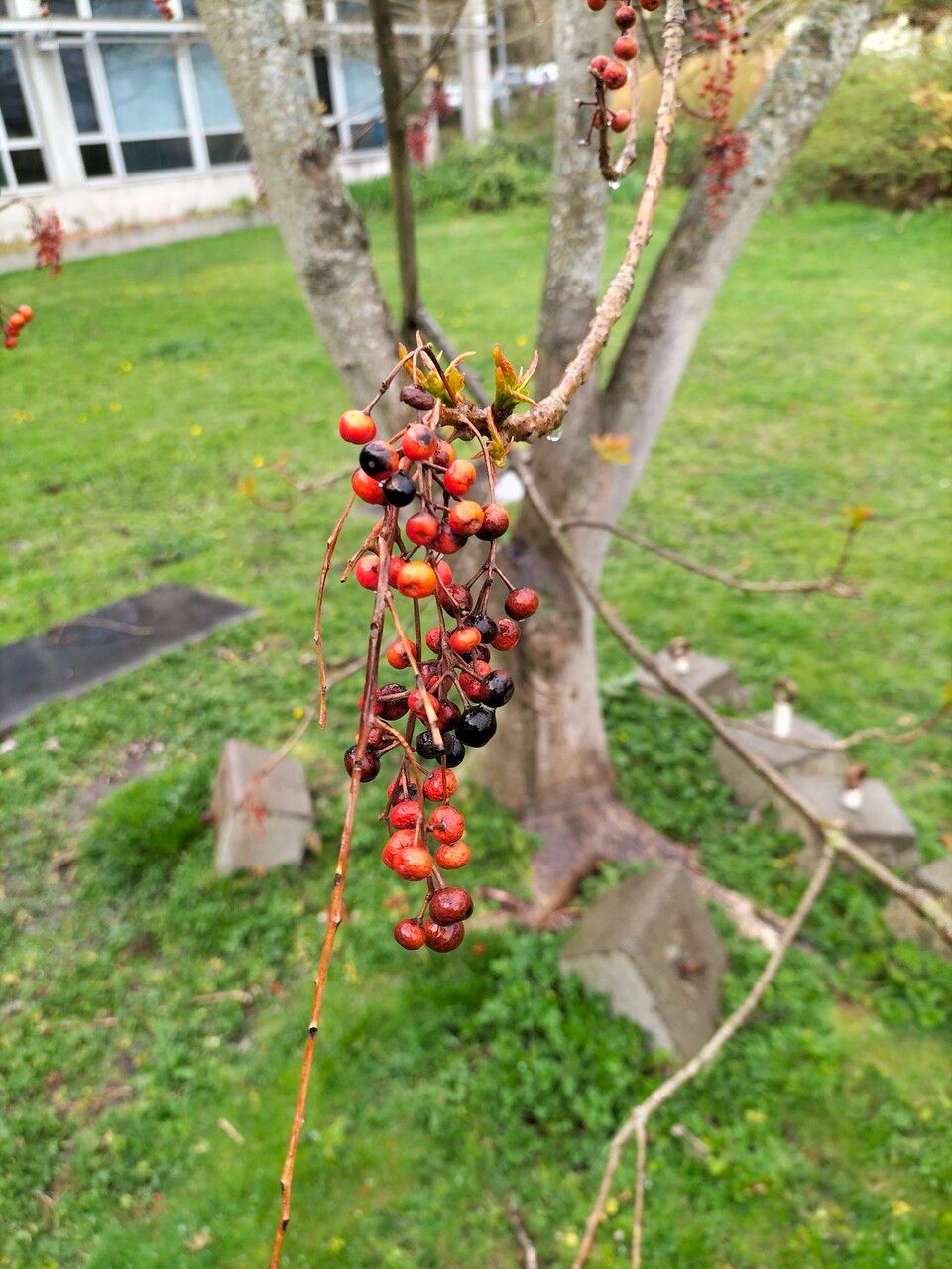 Idesia polycarpa fruit