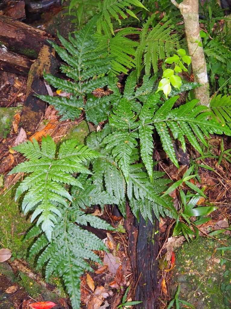 Tectaria pseudosinuata habit