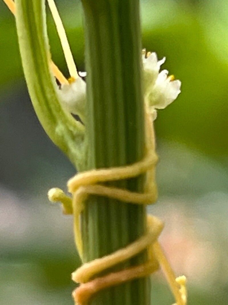 Cuscuta scandens — houseplant care guide