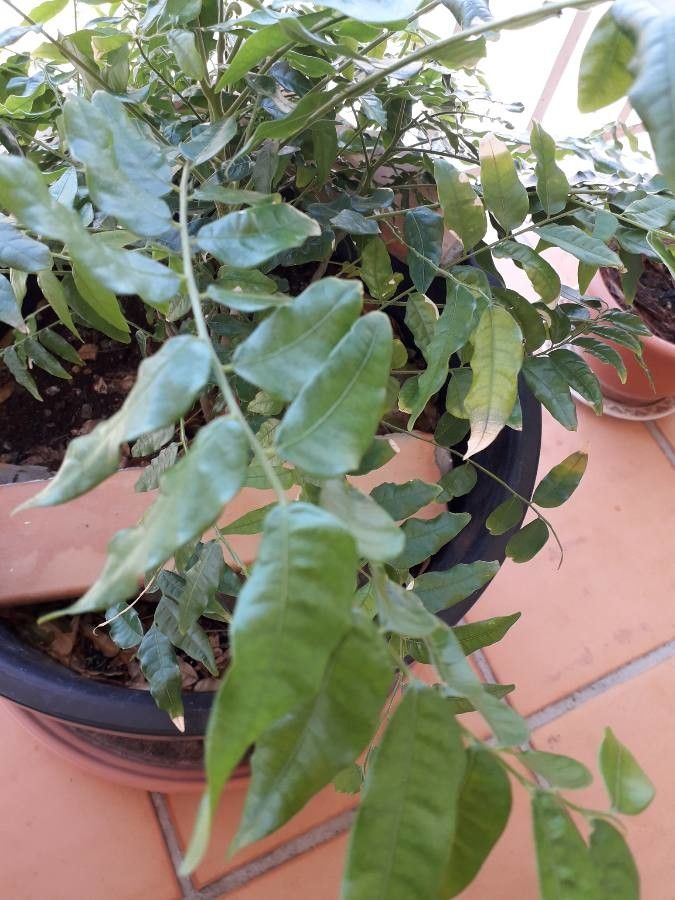 Majidea zanguebarica — search result for 'Sapindaceae'