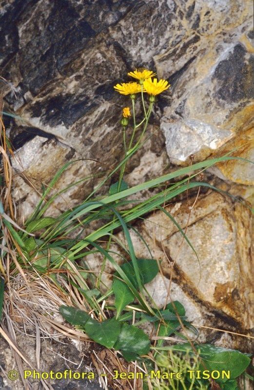 Hieracium pulmonarioides habit