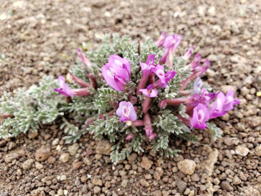 Astragalus purshii flower