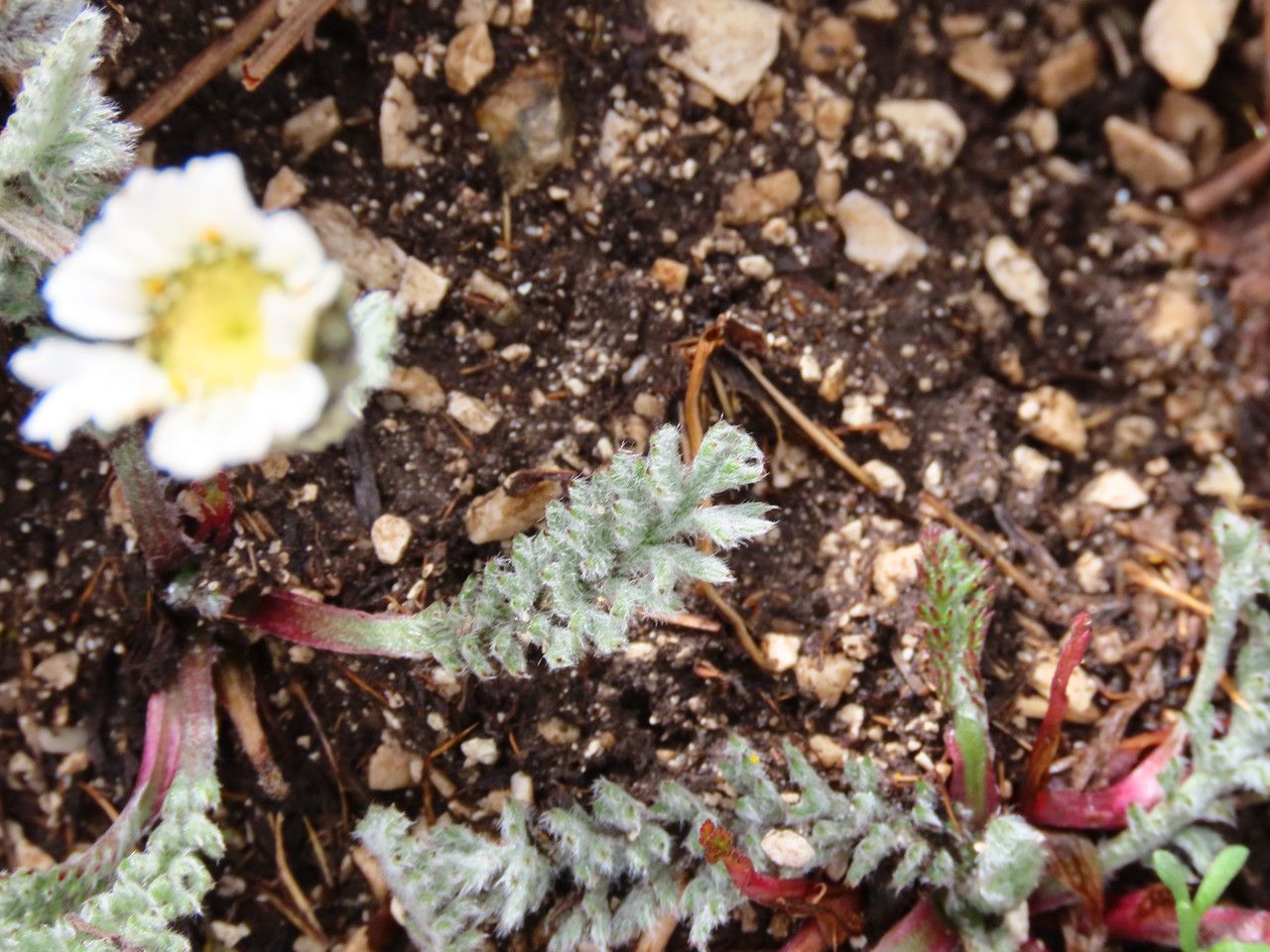 Achillea barrelieri — search result for 'Achillea'