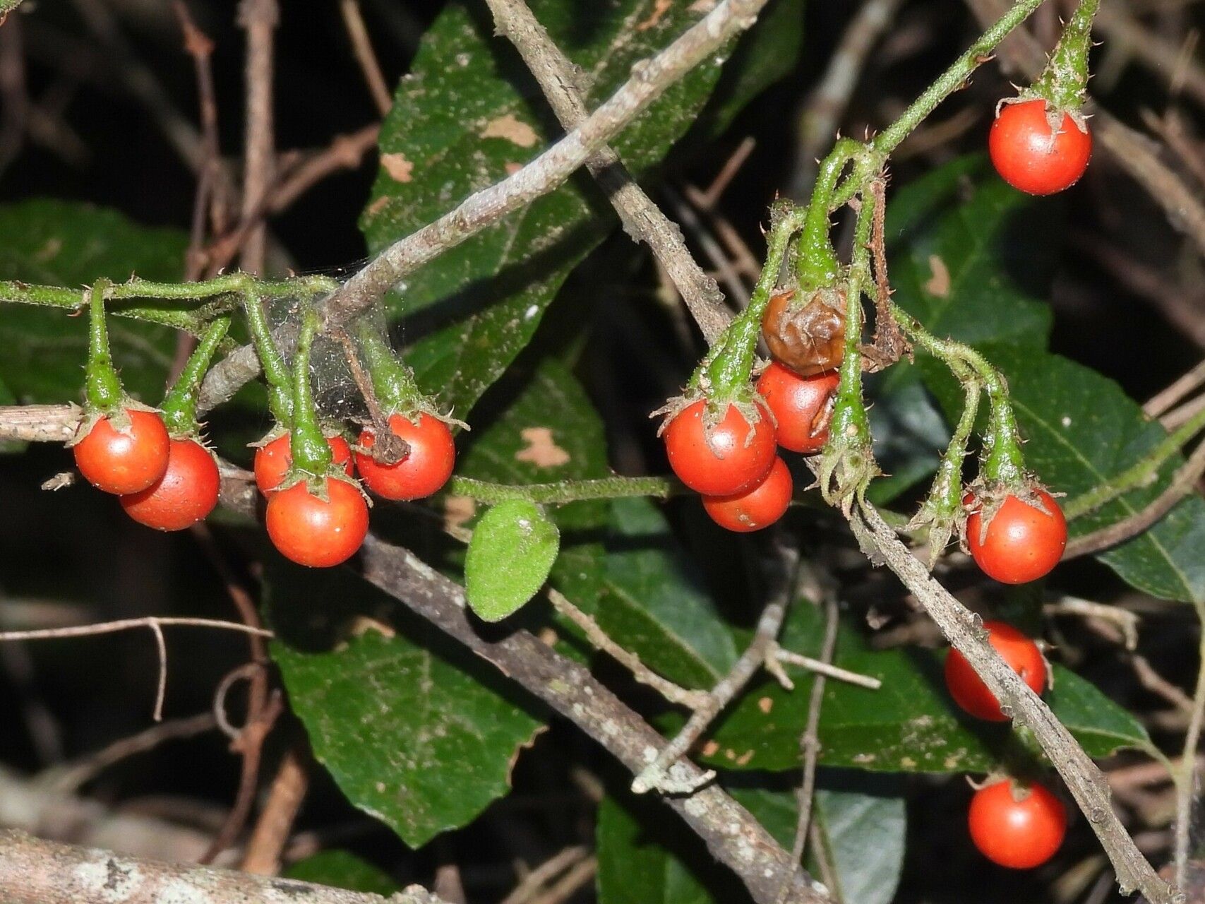 Solanum litoraneum — houseplant care guide