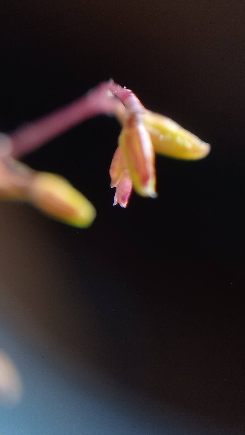 Specklinia picta flower