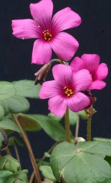 Oxalis brasiliensis flower